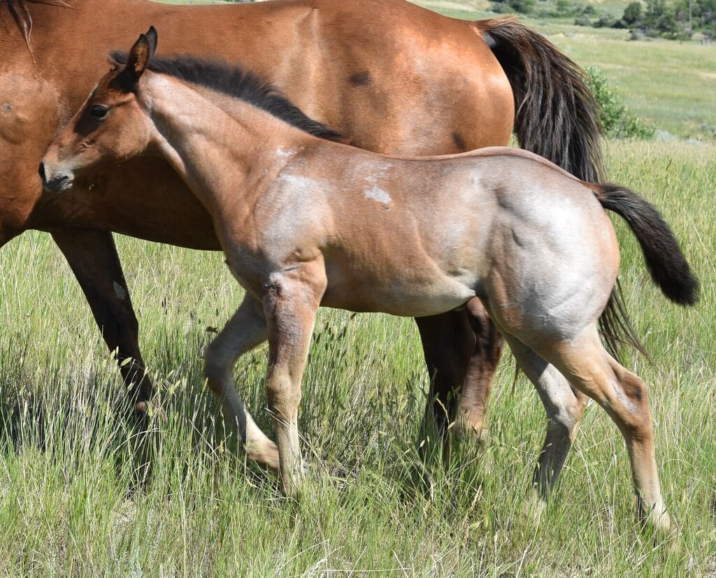 This bay roan beauty is a SPECTACULAR filly!