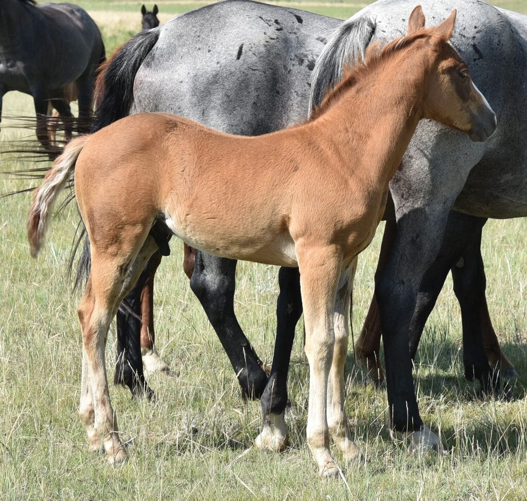 An ideal colt who has limitless options ahead of him.