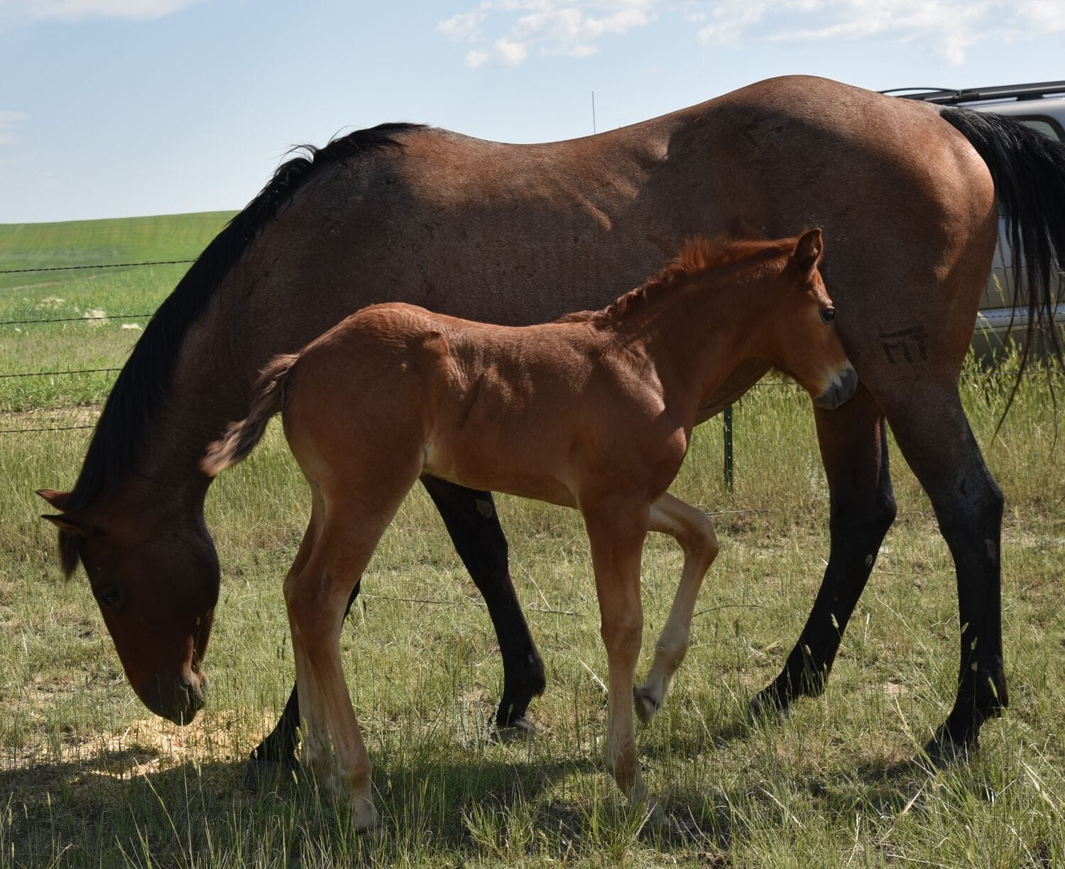 Big strong red roan roping prospect.