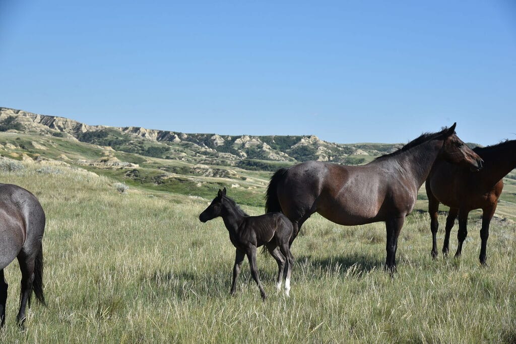 Sweet responsive and quick moving black Quarter Horse filly