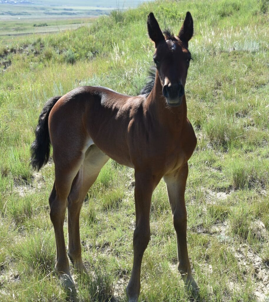 Bay roan filly that is a definite reined cowhorse prospect