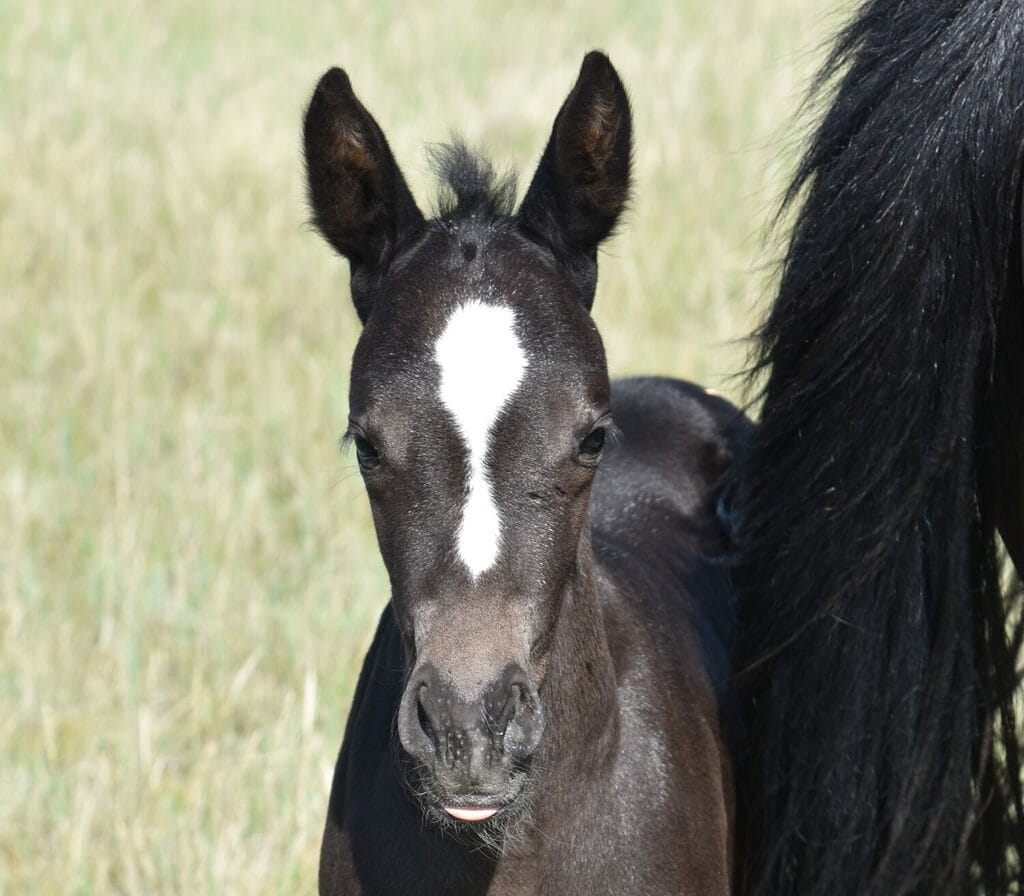 Sweet responsive and quick moving black Quarter Horse filly