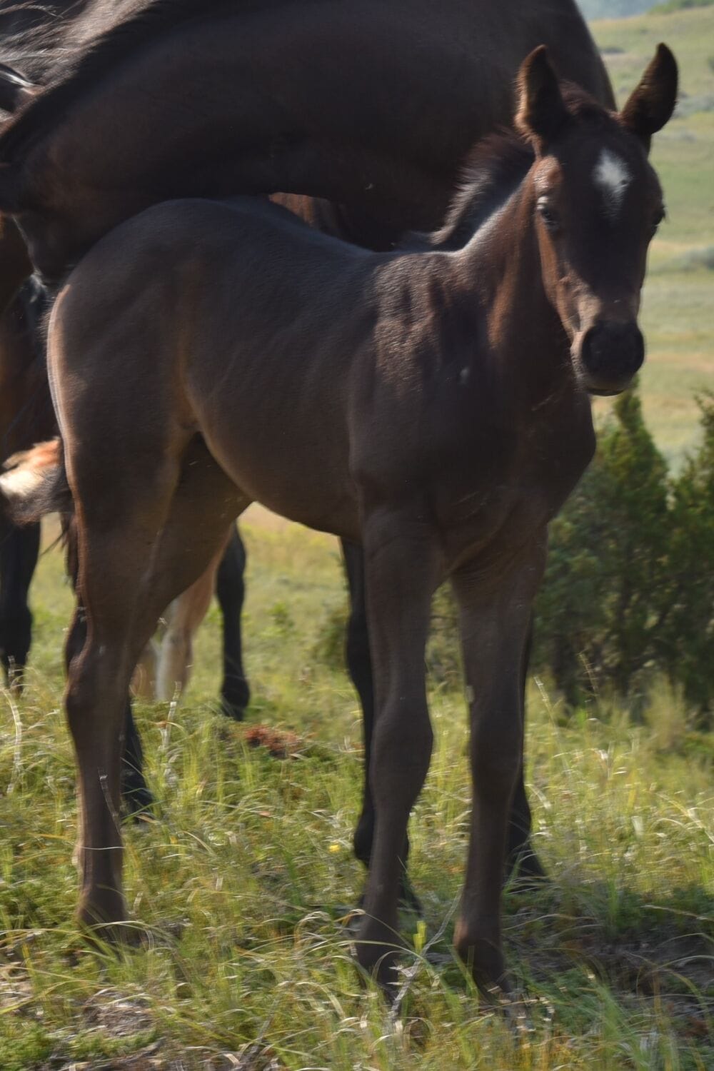Ideal blue roan filly with a beautiful mind-a performance prospect deluxe!