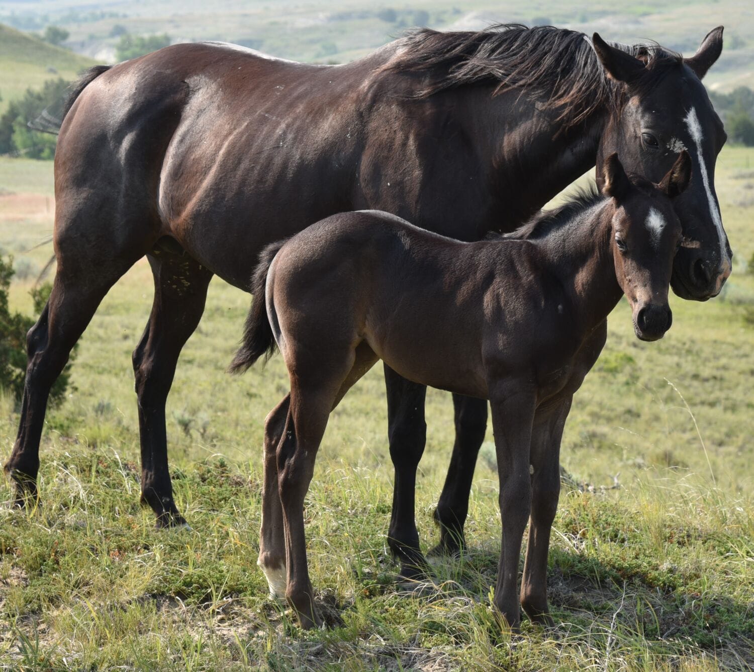 Ideal blue roan filly with a beautiful mind-a performance prospect deluxe!