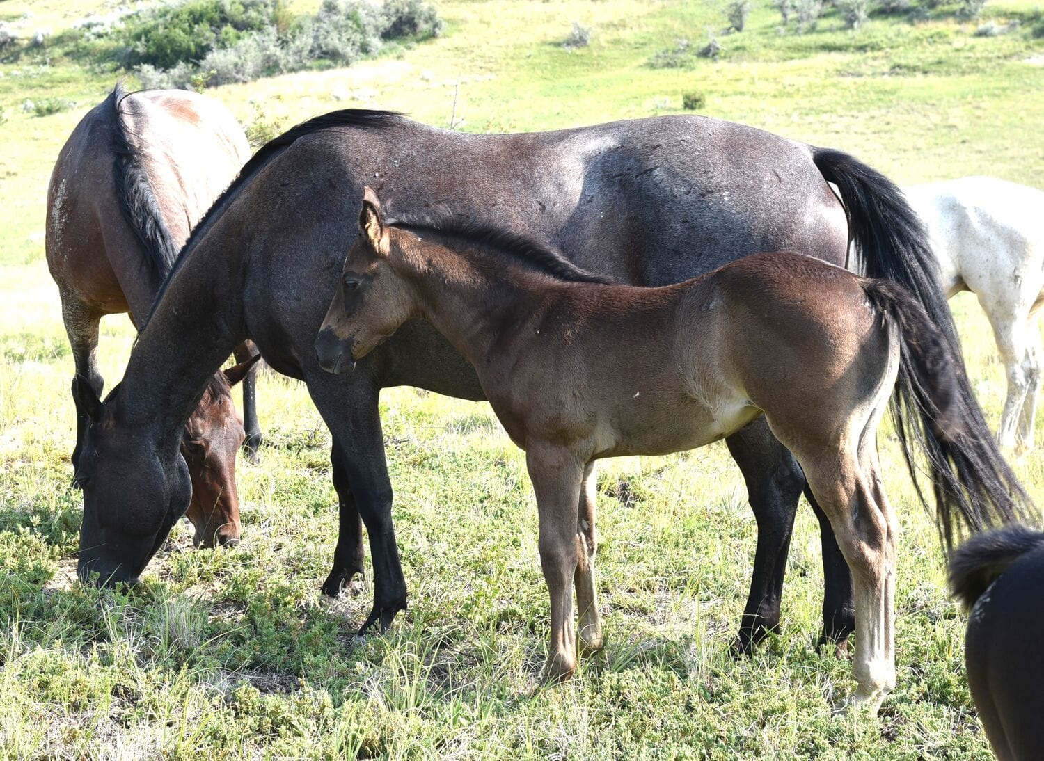 Fantastic blue roan filly!