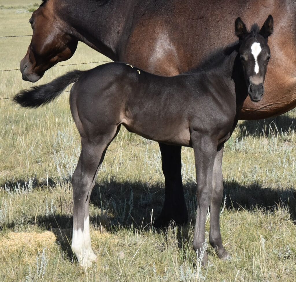 Sweet responsive and quick moving black Quarter Horse filly