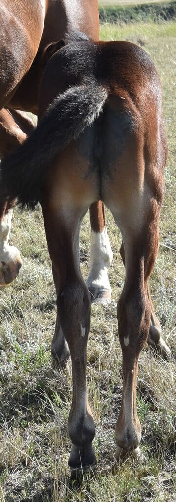 Bay roan filly that is a definite reined cowhorse prospect