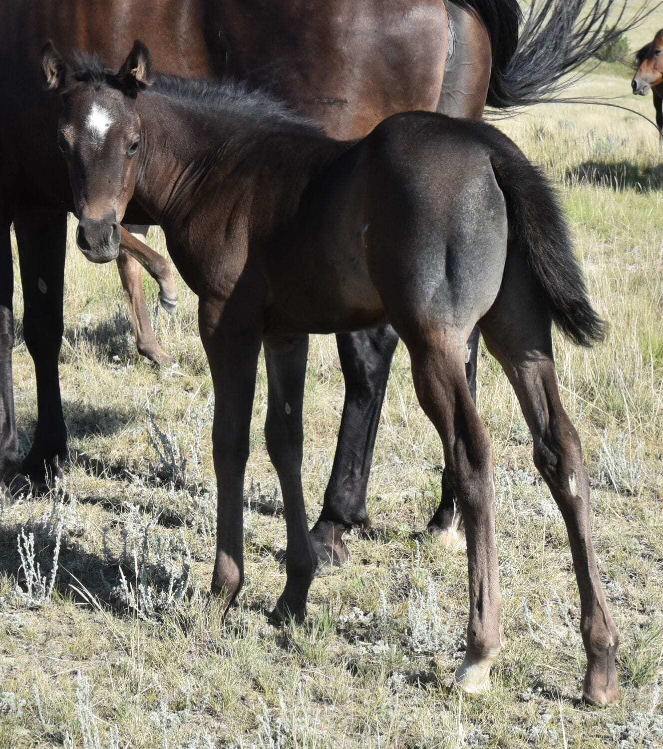 Ideal blue roan filly with a beautiful mind-a performance prospect deluxe!