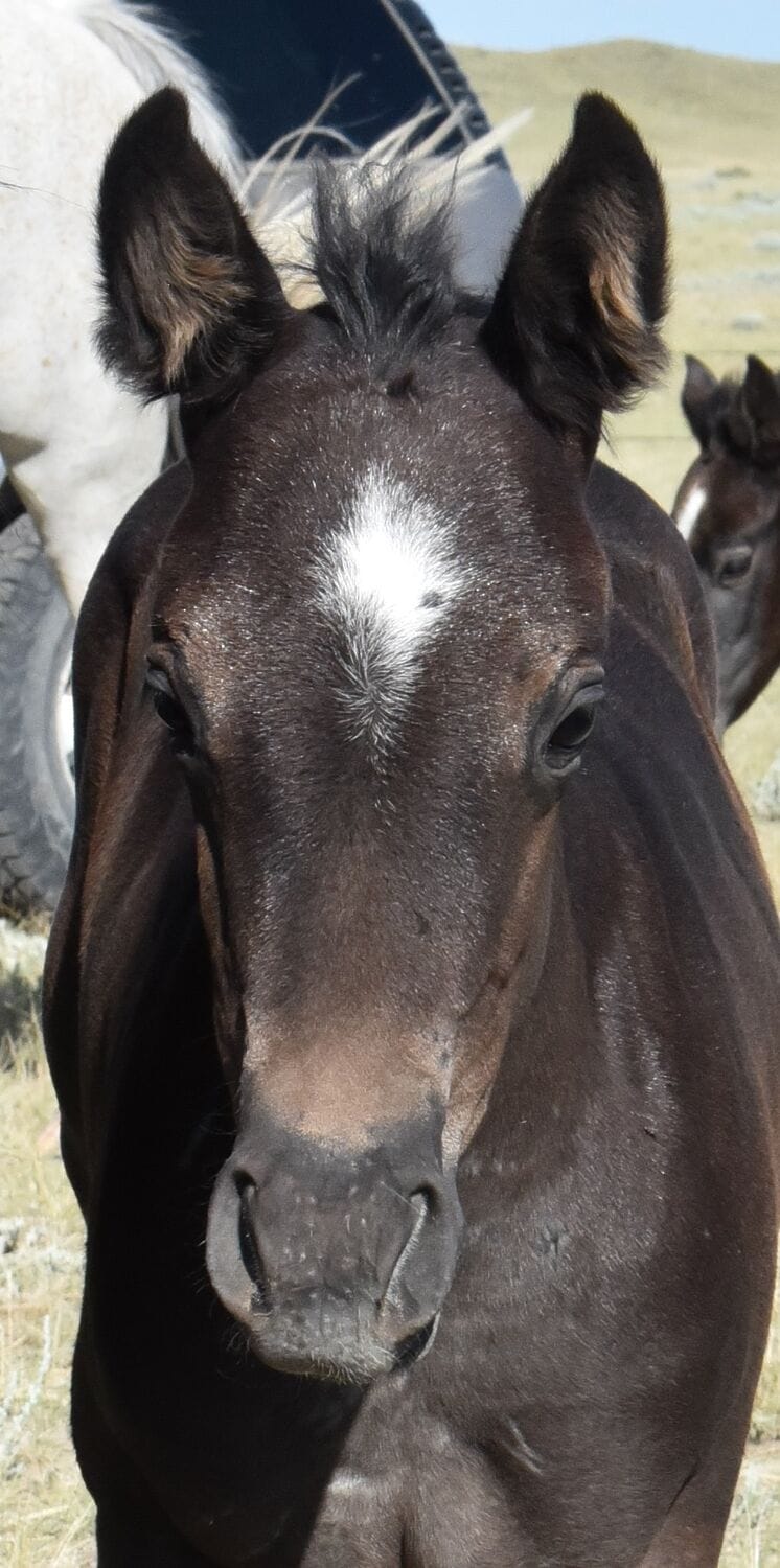 Ideal blue roan filly with a beautiful mind-a performance prospect deluxe!