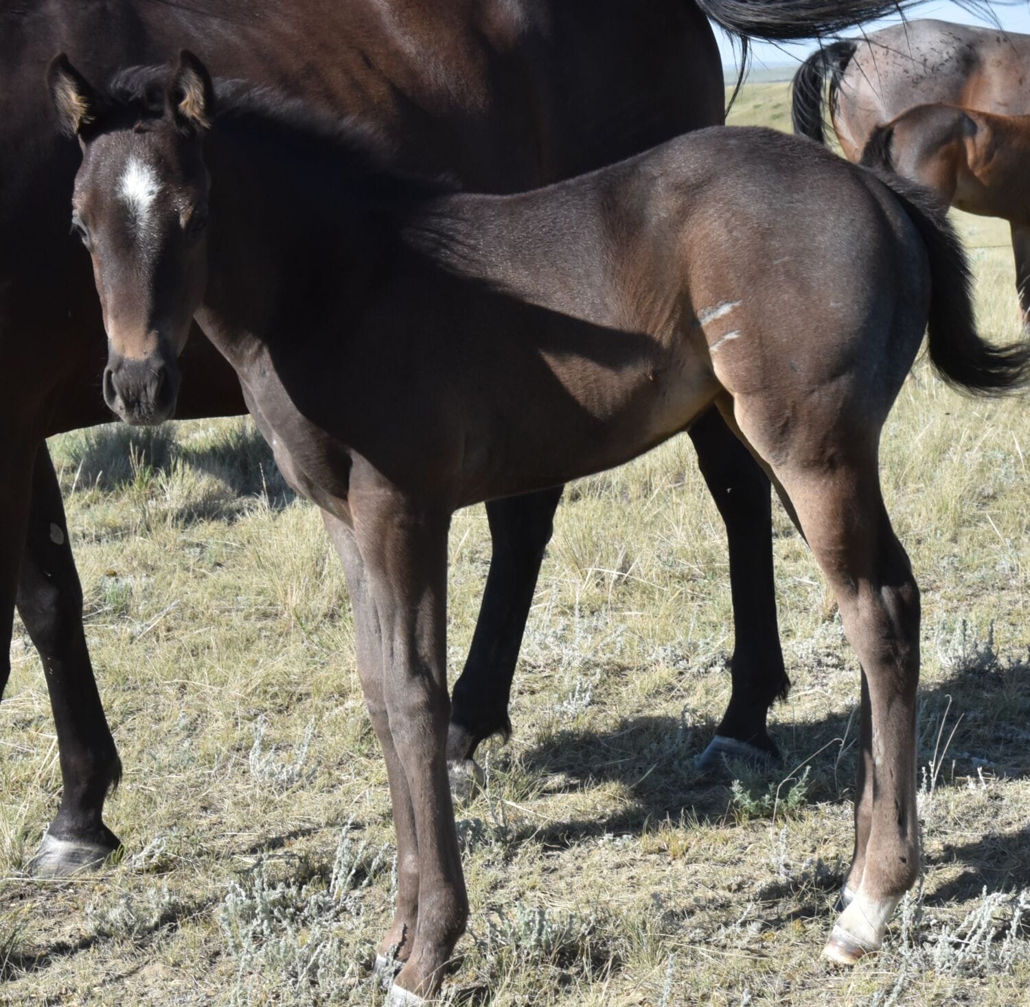 Ideal blue roan filly with a beautiful mind-a performance prospect deluxe!