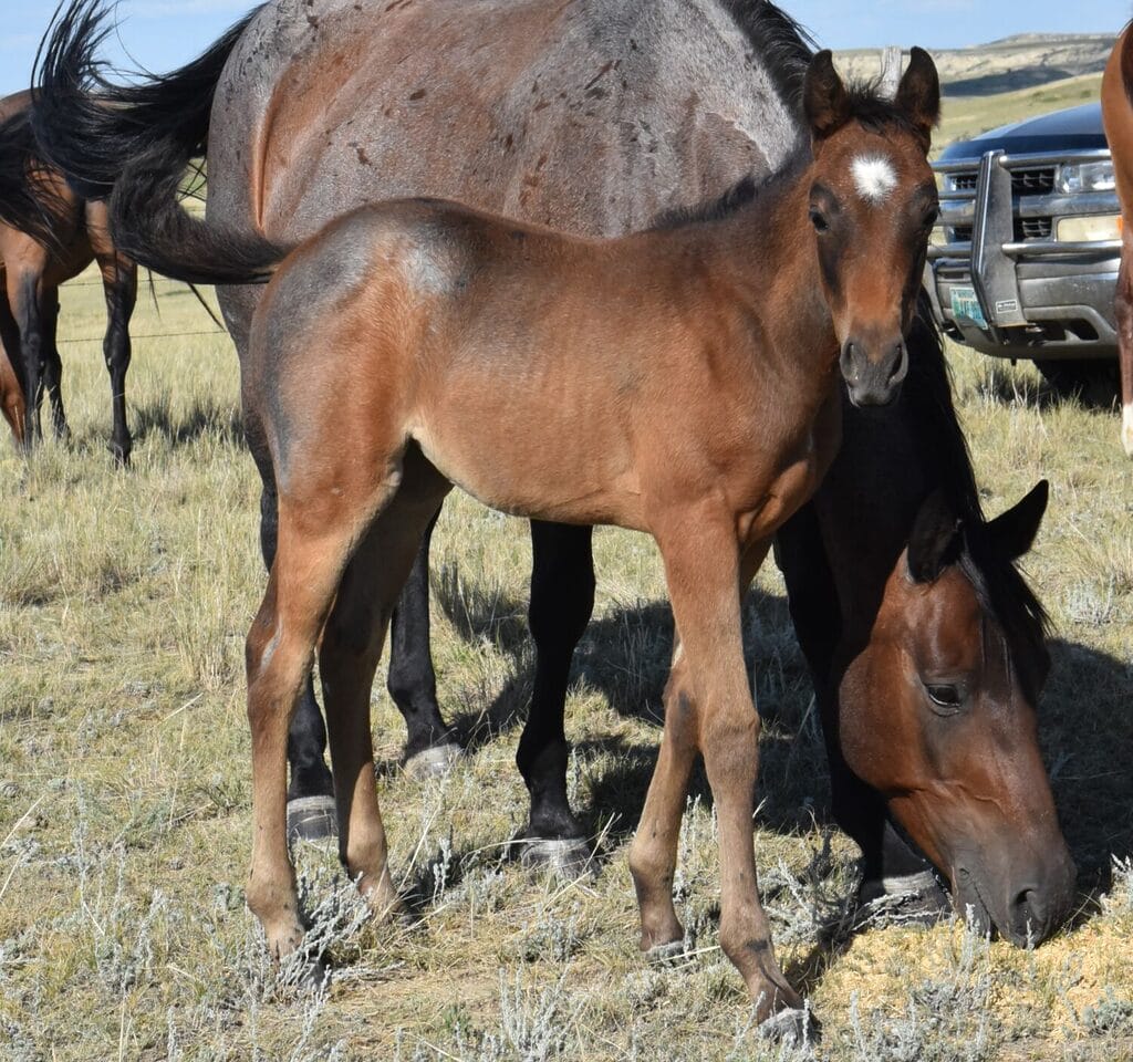 Pretty head and our ideal conformation in this bay roan filly