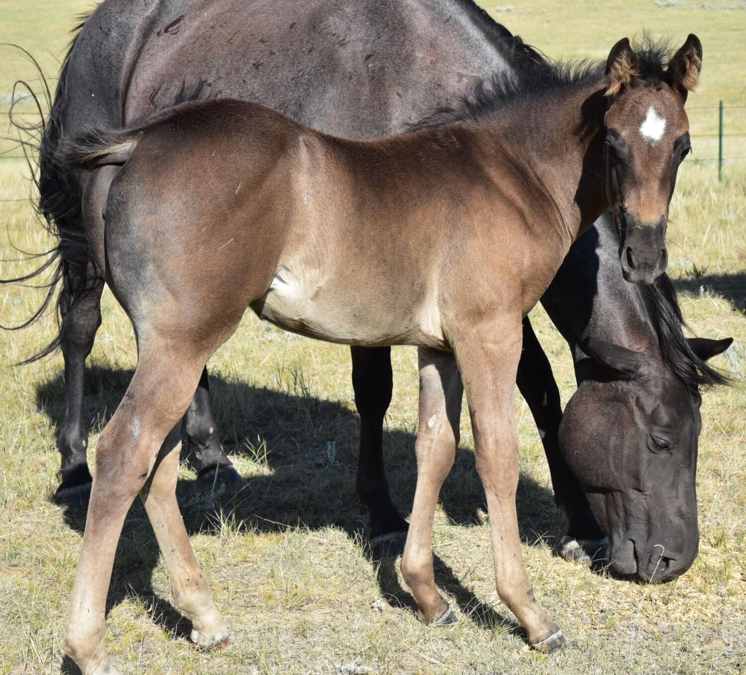 Fantastic blue roan filly!