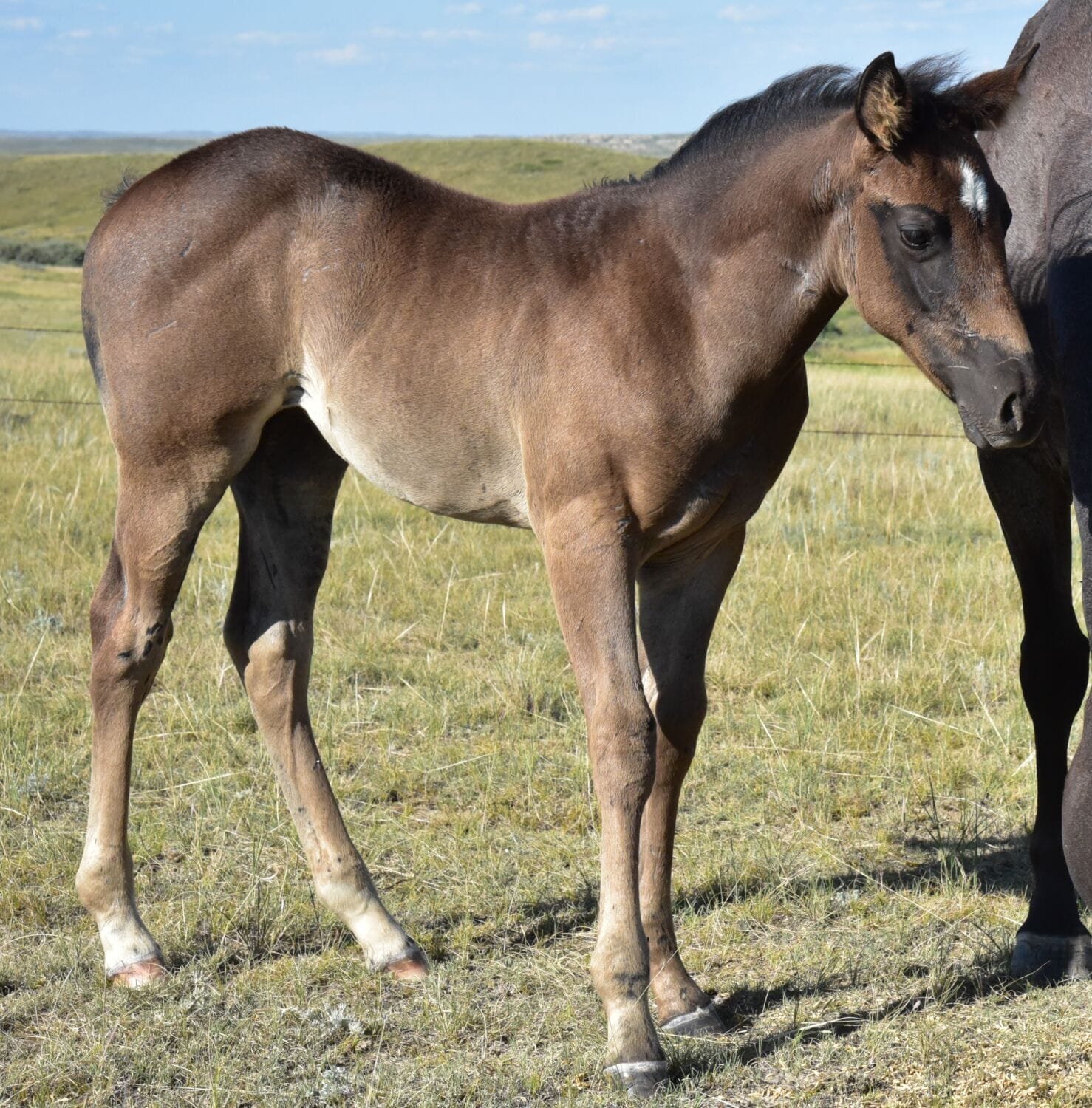 Fantastic blue roan filly!
