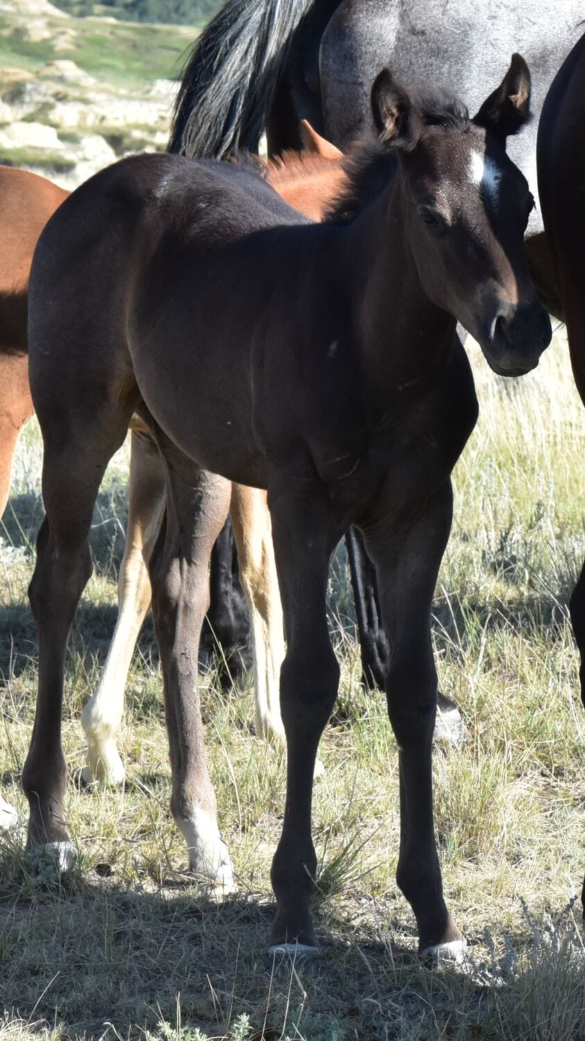 Ideal blue roan filly with a beautiful mind-a performance prospect deluxe!