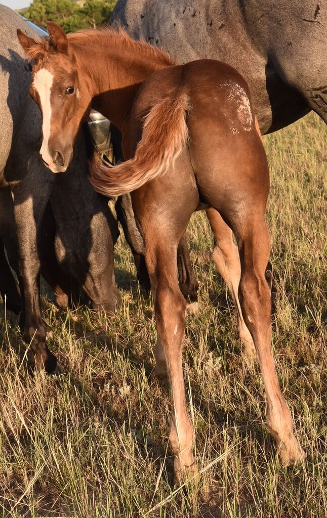 An ideal colt who has limitless options ahead of him.