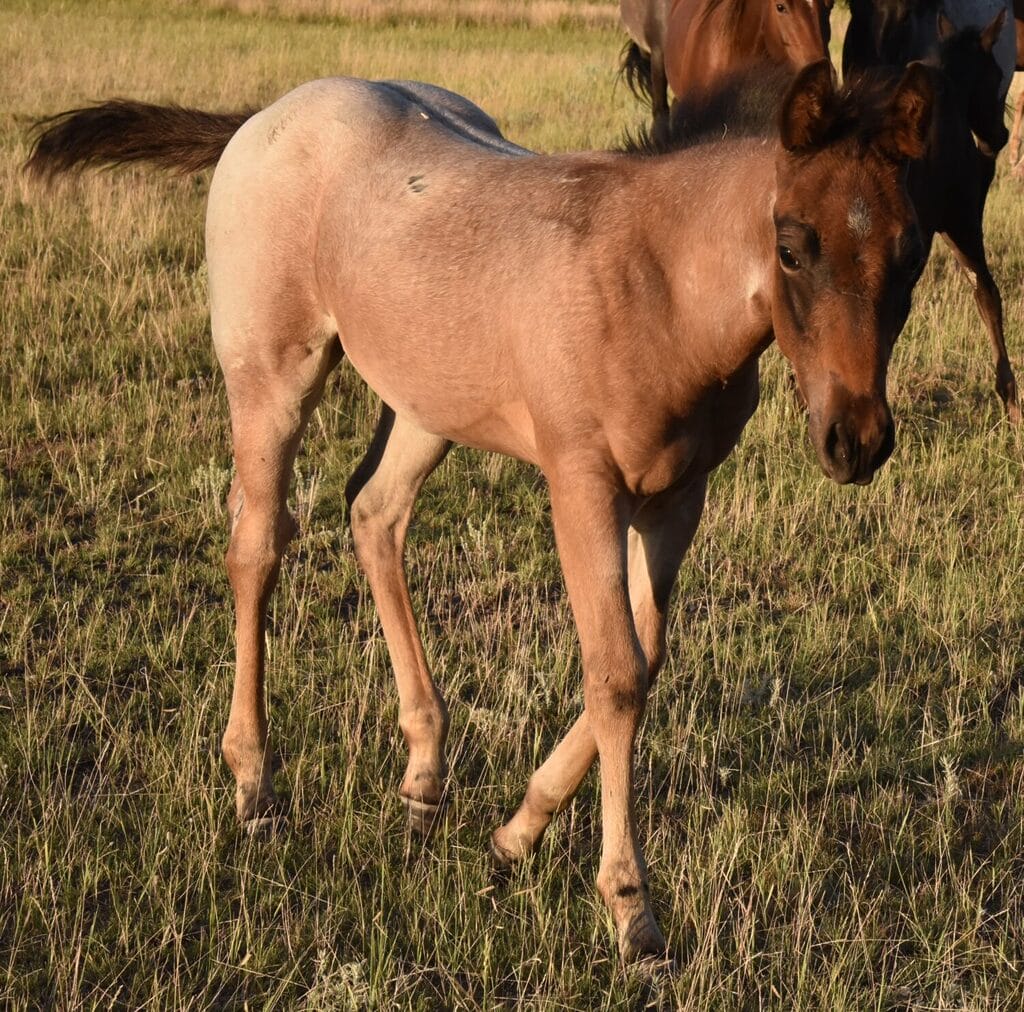 Bay Roan with Balance and Style and Depth