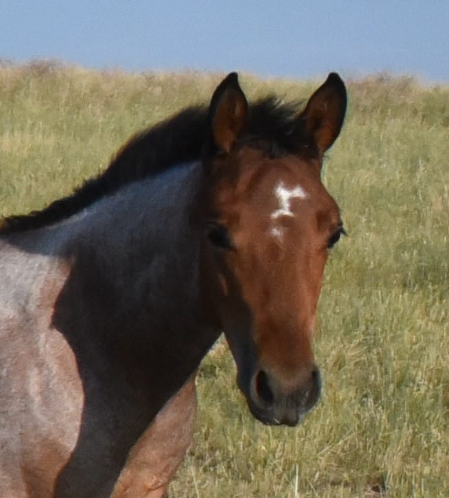 This bay roan beauty is a SPECTACULAR filly!