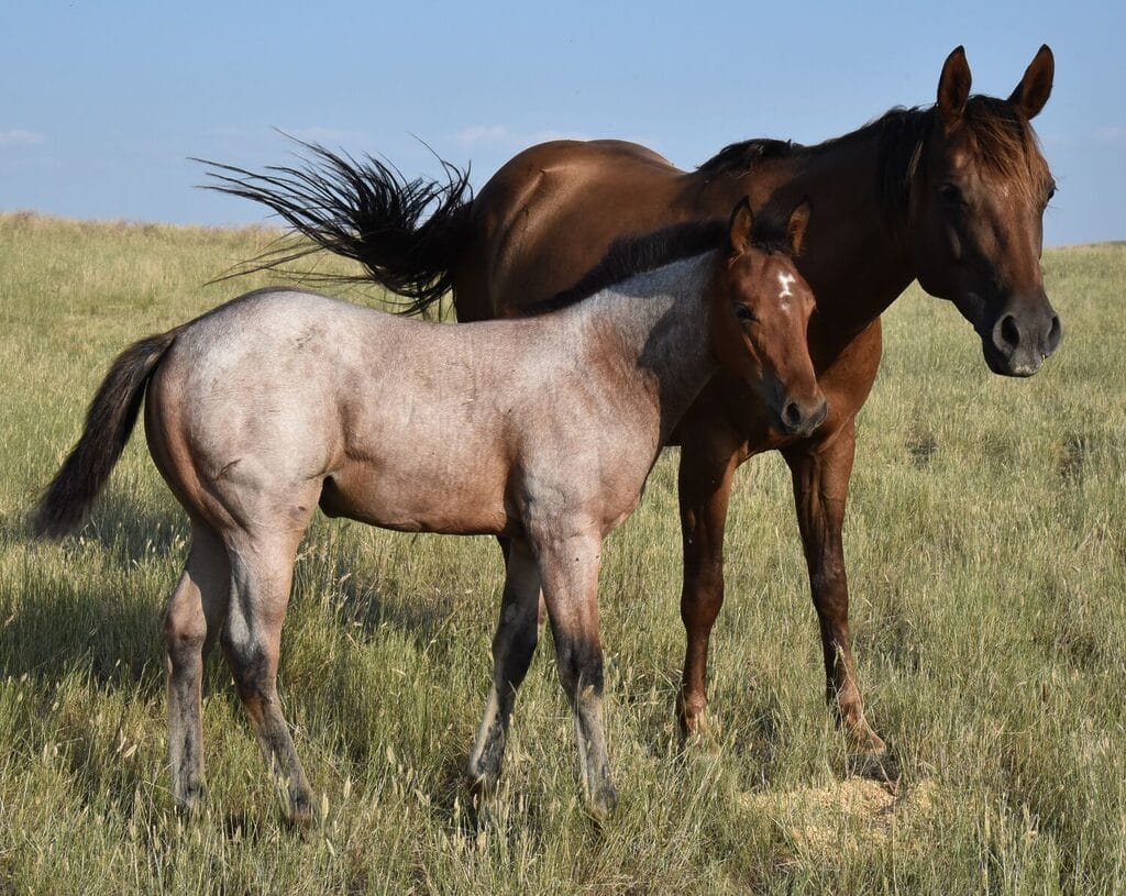 This bay roan beauty is a SPECTACULAR filly!