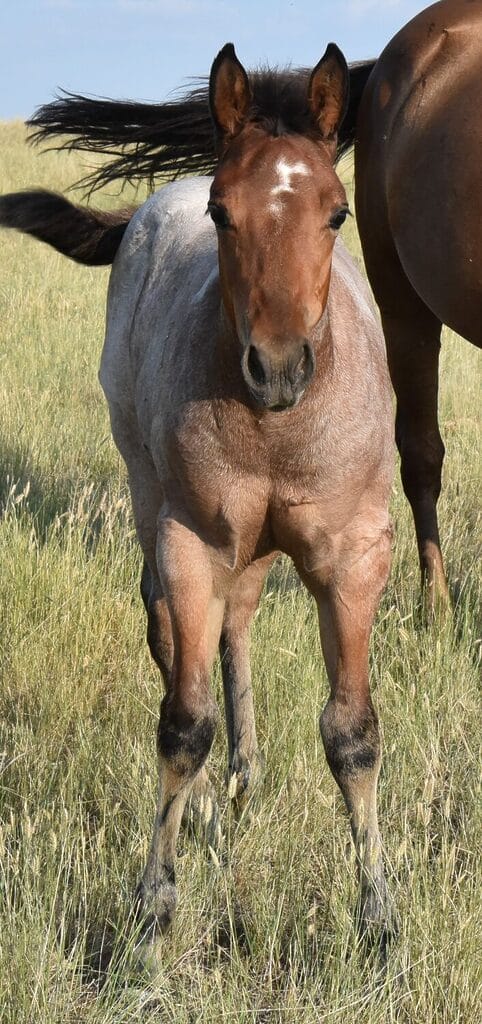 This bay roan beauty is a SPECTACULAR filly!