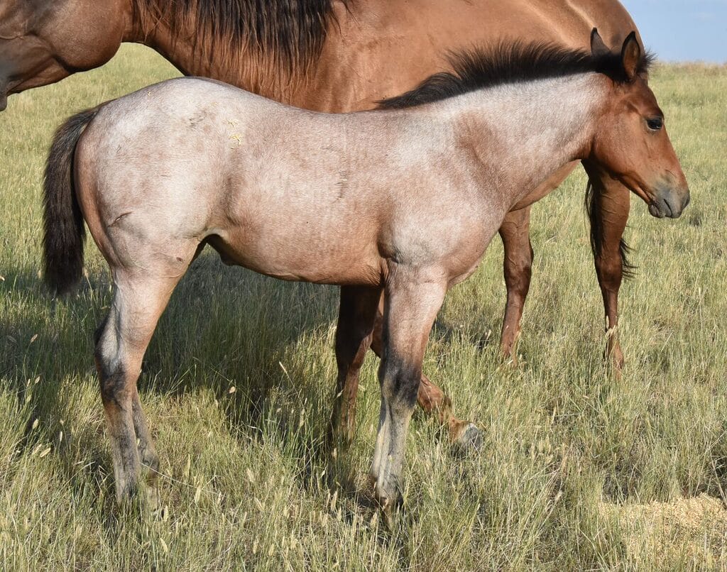 This bay roan beauty is a SPECTACULAR filly!