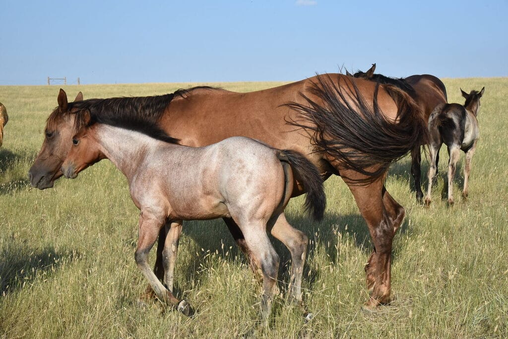 This bay roan beauty is a SPECTACULAR filly!