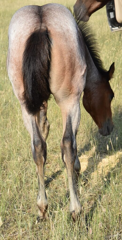 This bay roan beauty is a SPECTACULAR filly!