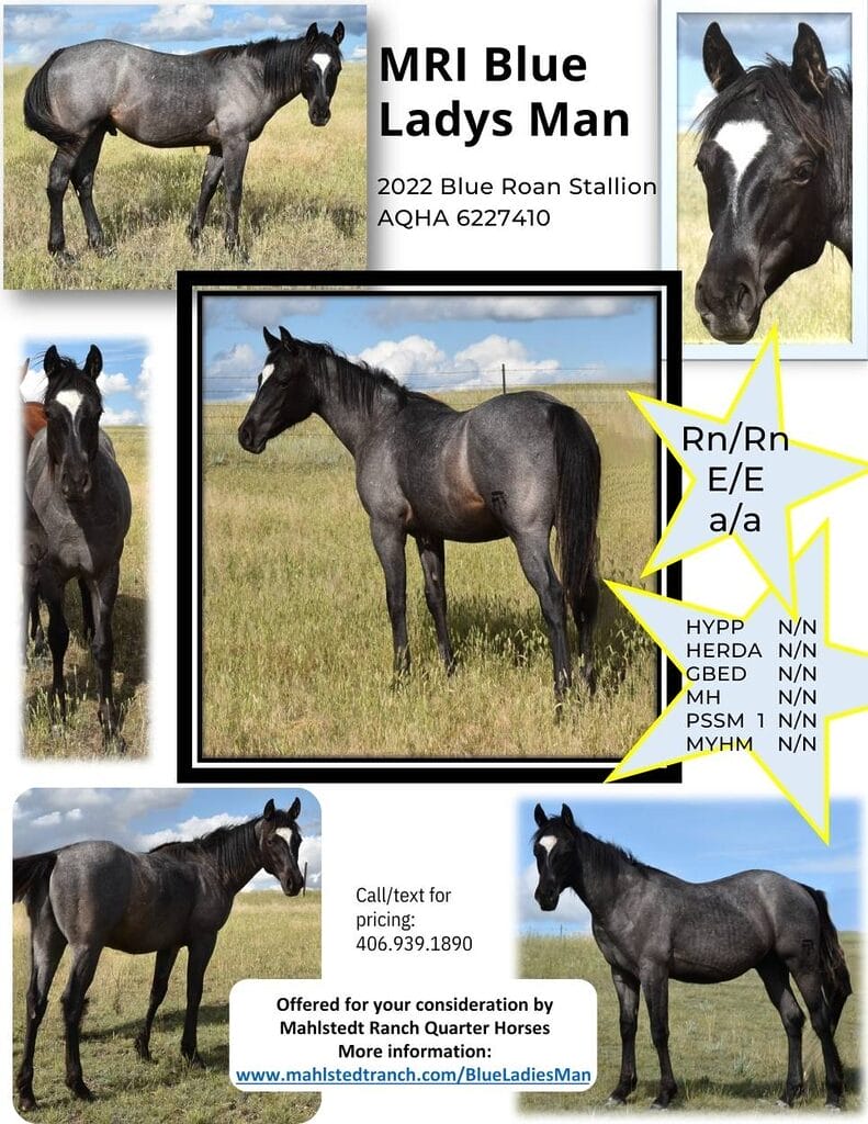 Poster for MRI Blue Ladies Man, AQHA stallion prospect