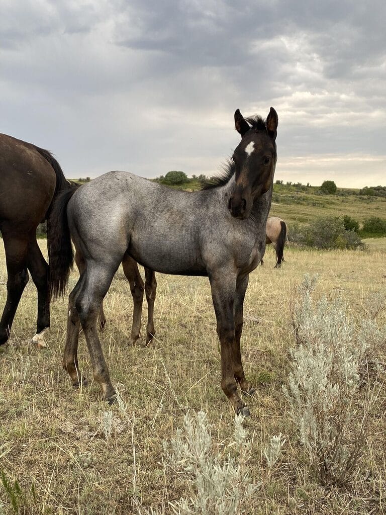 Blue roan roping prospect filly bred with speed and cow!