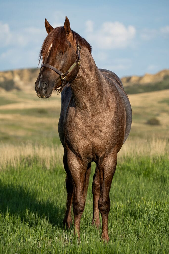 2018 Red roan stallion. Sire: Freckles Ta Fame. Dam: Streakin French Grey Streak of Fling x French TJ Grey