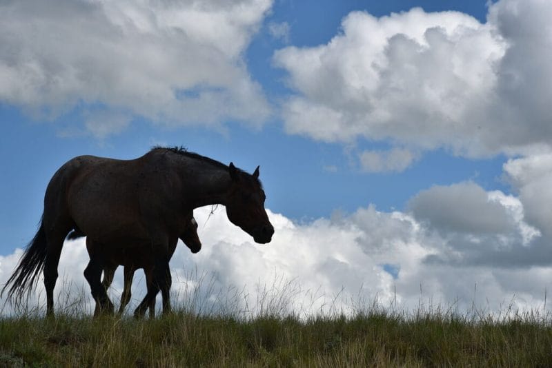 Mare and newborn foal silhouetted against a beautiful blue sky with fluffy white clouds