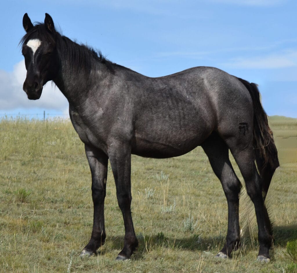 Homozygous blue roan AQHA stallion prospect