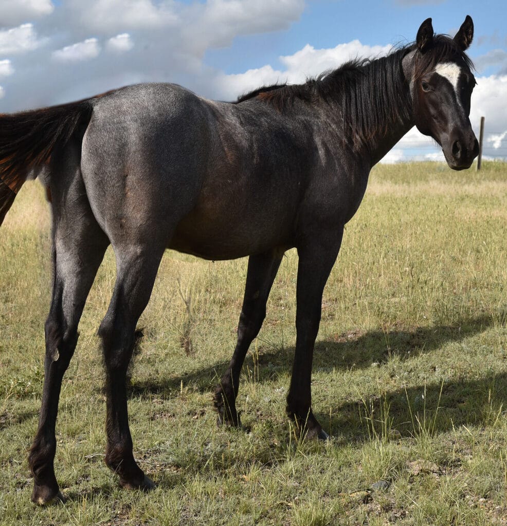 Homozygous blue roan stallion prospect