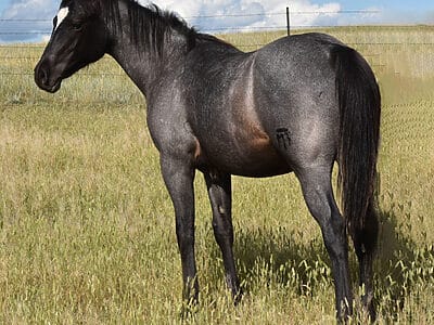 Homozygous blue roan stallion prospect