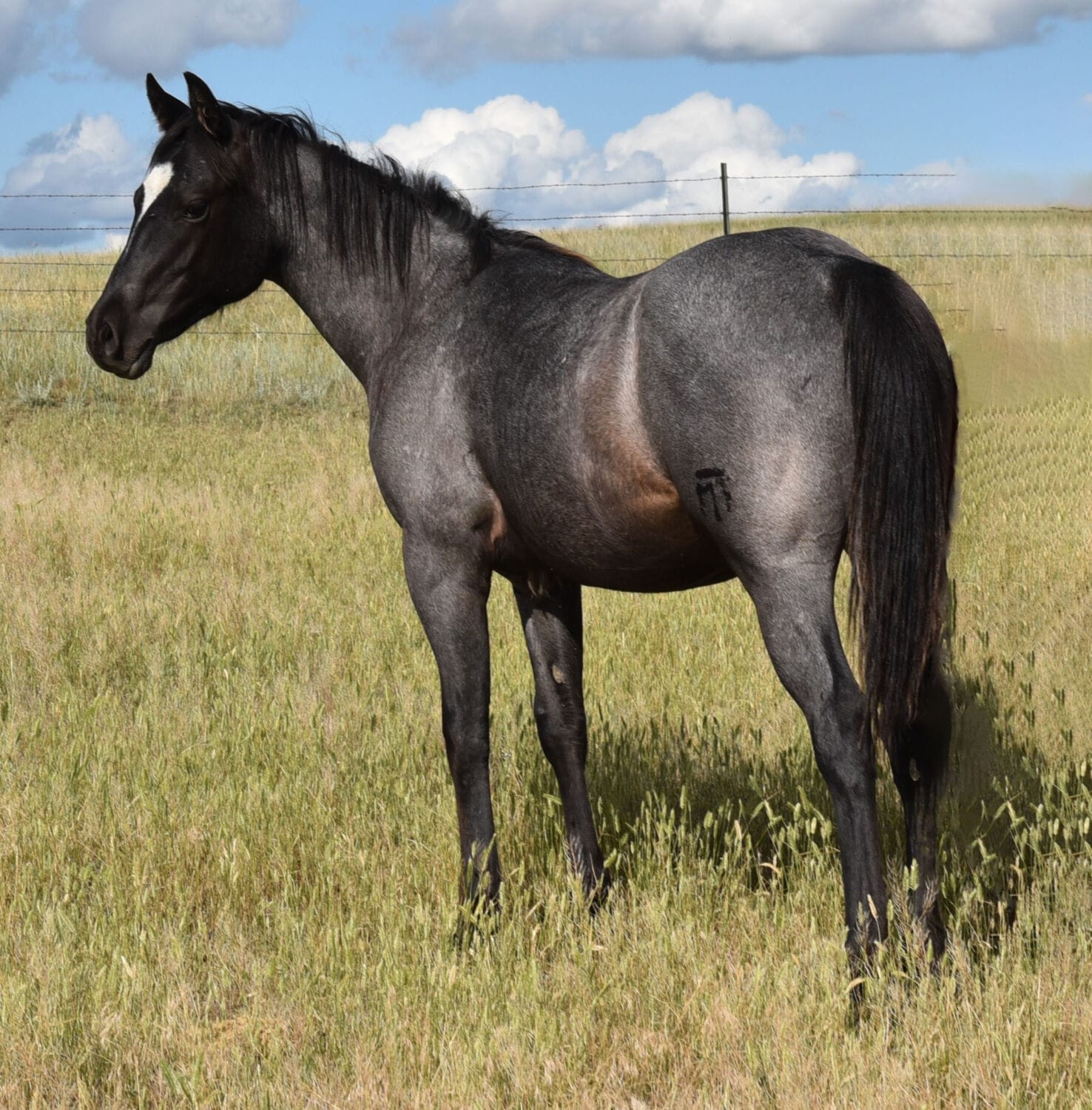 Homozygous blue roan stallion prospect