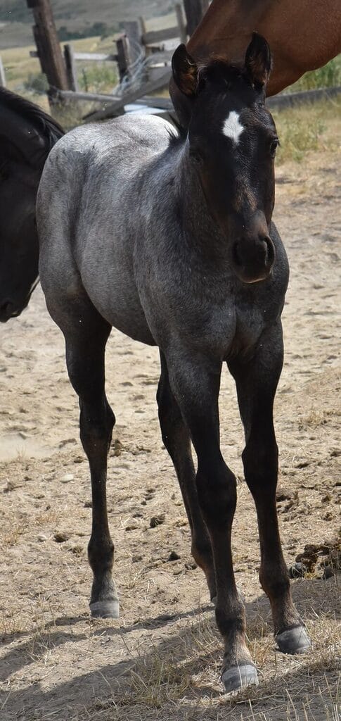 Blue roan roping prospect filly bred with speed and cow!