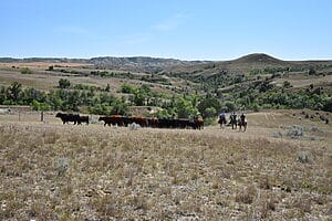 Guest herding cattle in the big sky country 