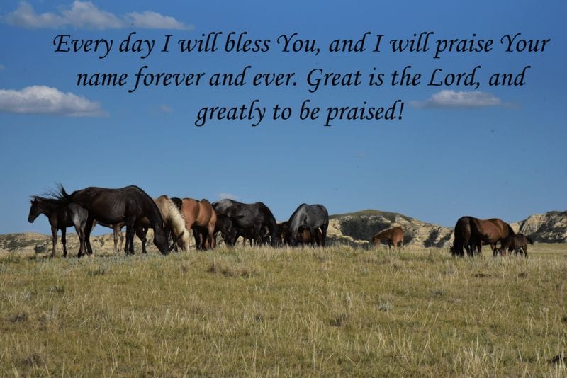 Mares in the pasture with a Bible quote
