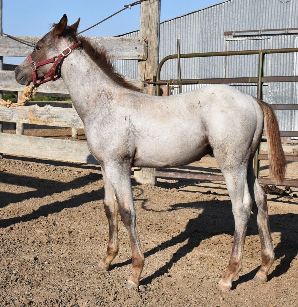 red roan colt full of cow sense roping talent &amp; barrel speed!