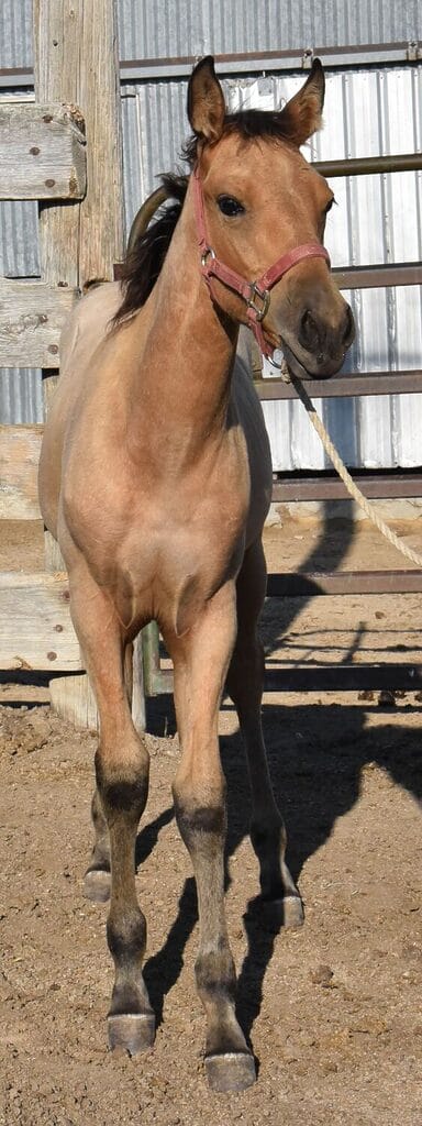 Balanced Smooth-Traveling Pretty and Smart Buckskin Roan Filly