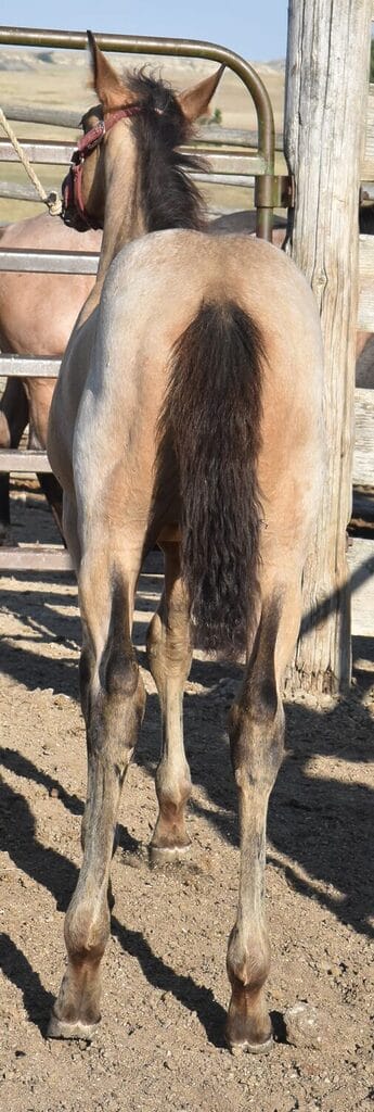 Balanced Smooth-Traveling Pretty and Smart Buckskin Roan Filly