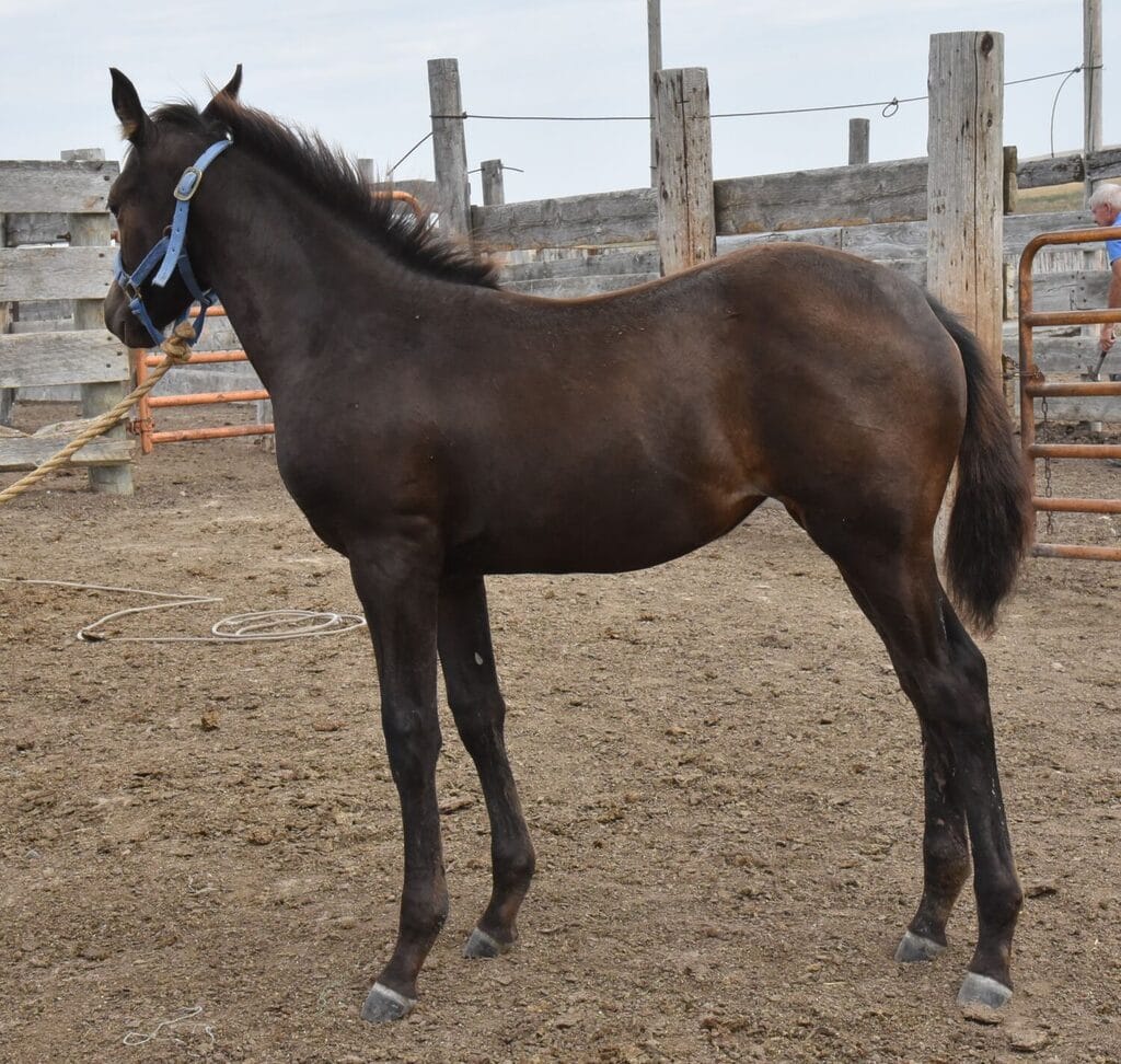 Cow reining agility and style - Purely classy filly!