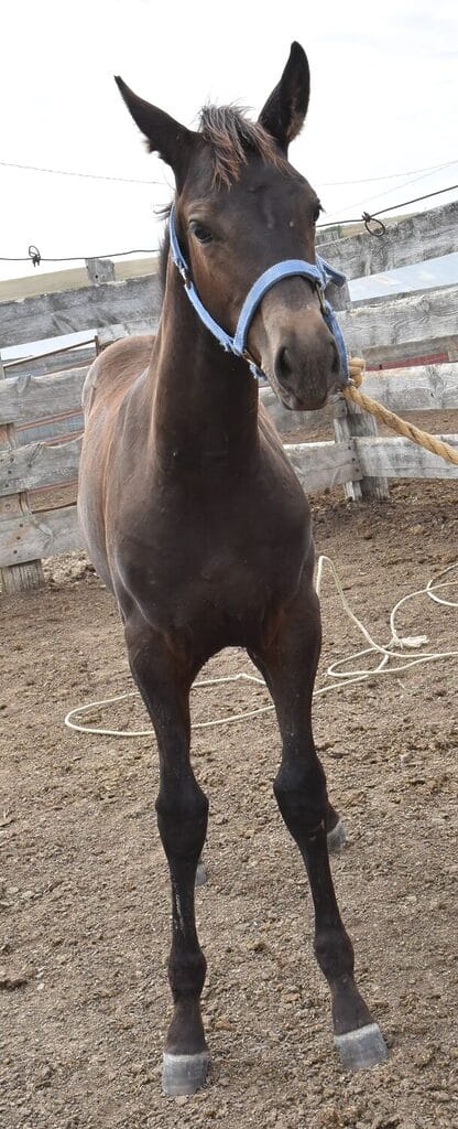 Cow reining agility and style - Purely classy filly!