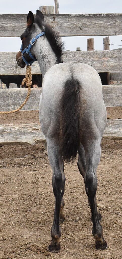 Bay Roan with Balance and Style and Depth