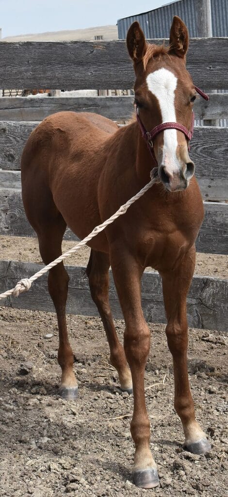 An ideal colt who has limitless options ahead of him.