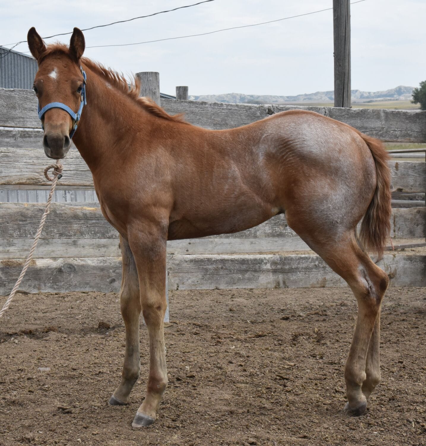 Big strong red roan roping prospect.