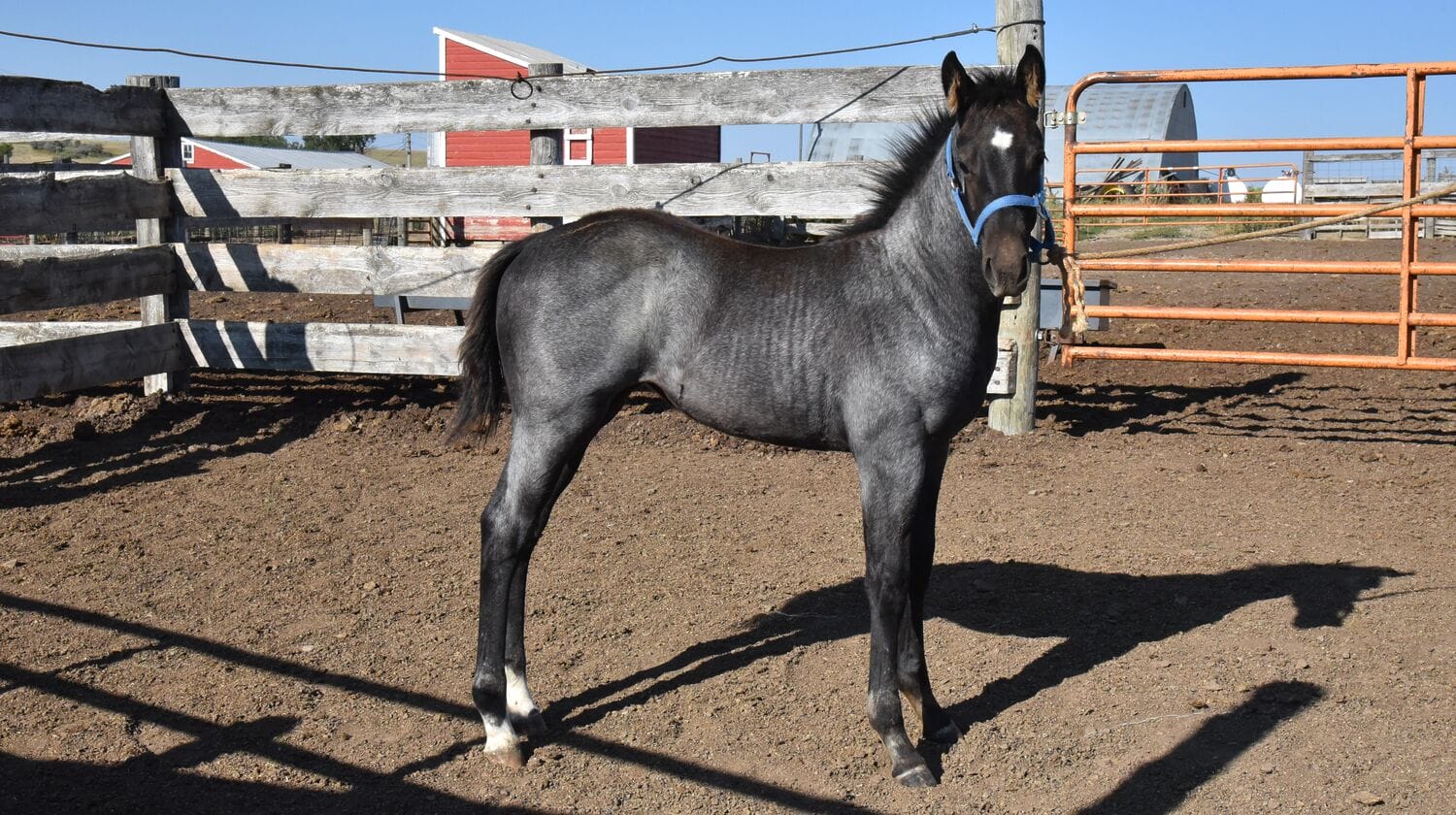 Fantastic blue roan filly!