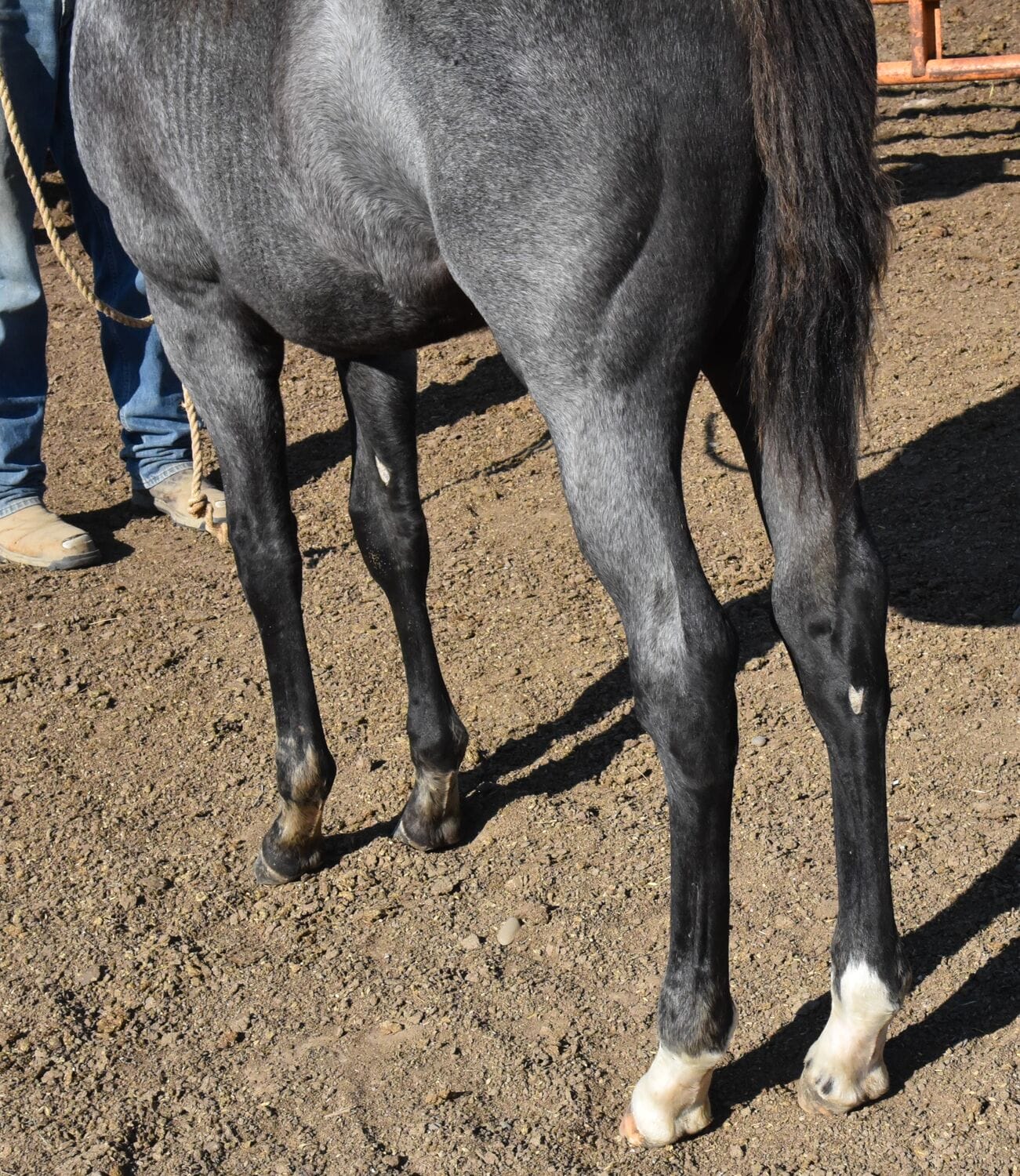 Fantastic blue roan filly!