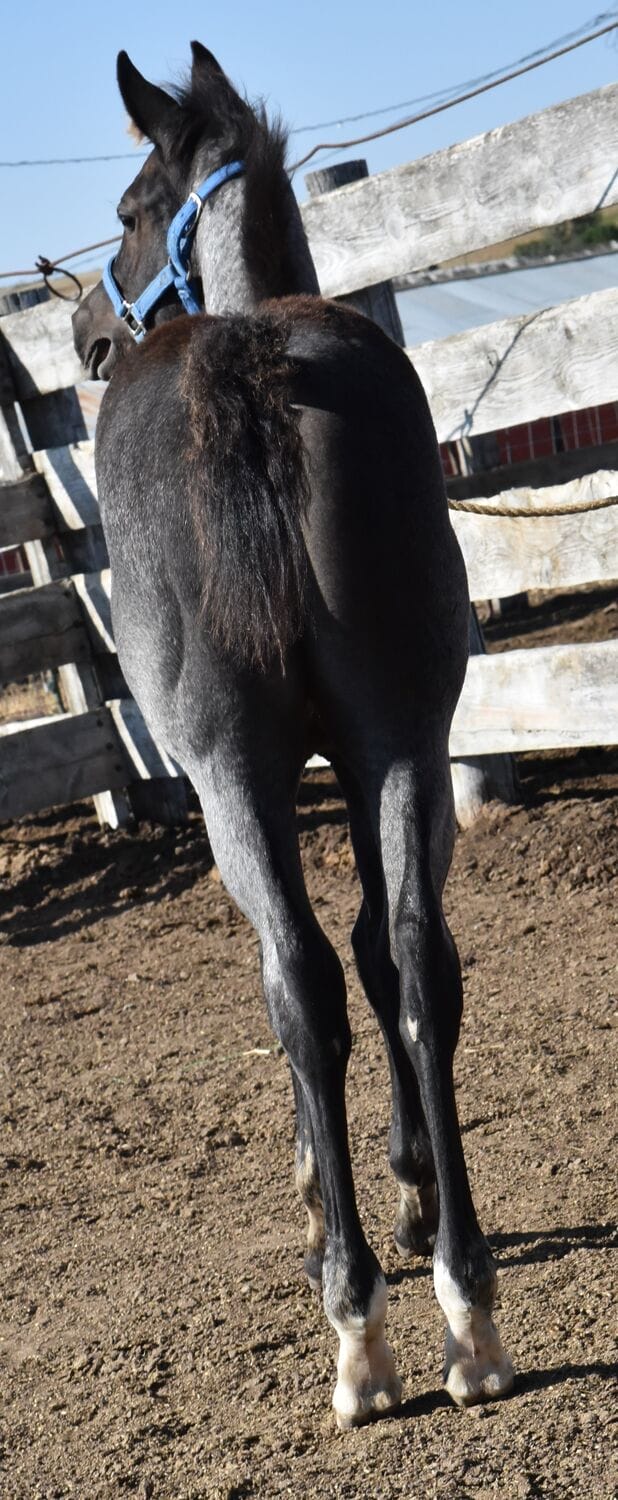 Fantastic blue roan filly!