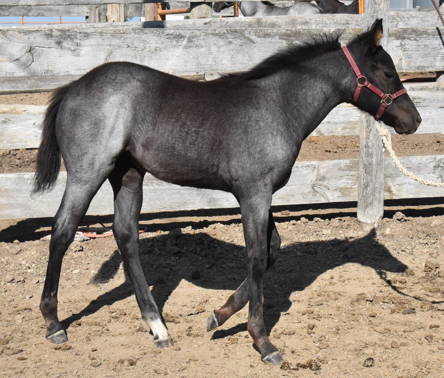Ideal blue roan filly with a beautiful mind-a performance prospect deluxe!