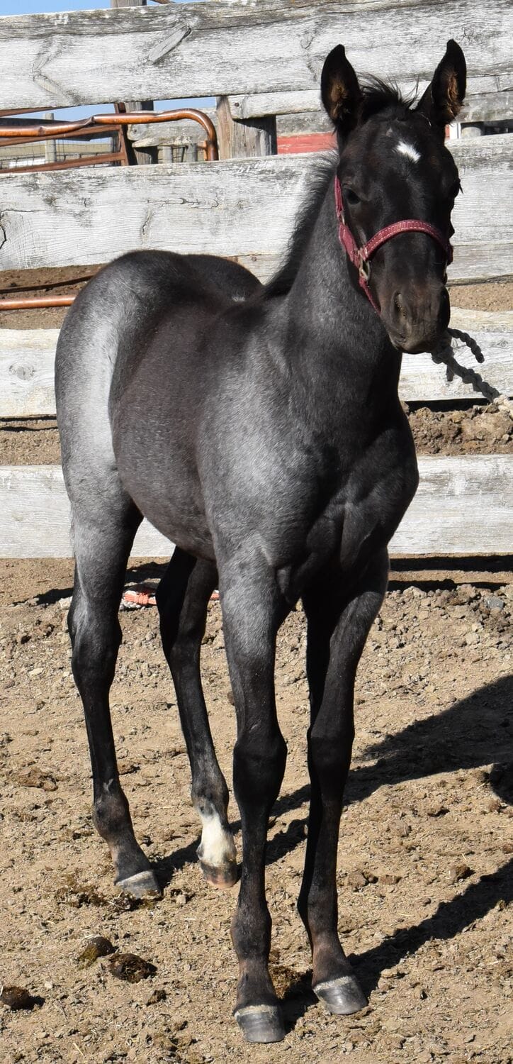 Ideal blue roan filly with a beautiful mind-a performance prospect deluxe!
